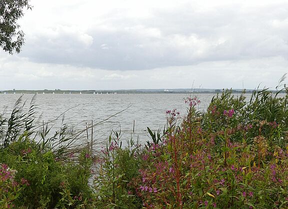 Dümmer