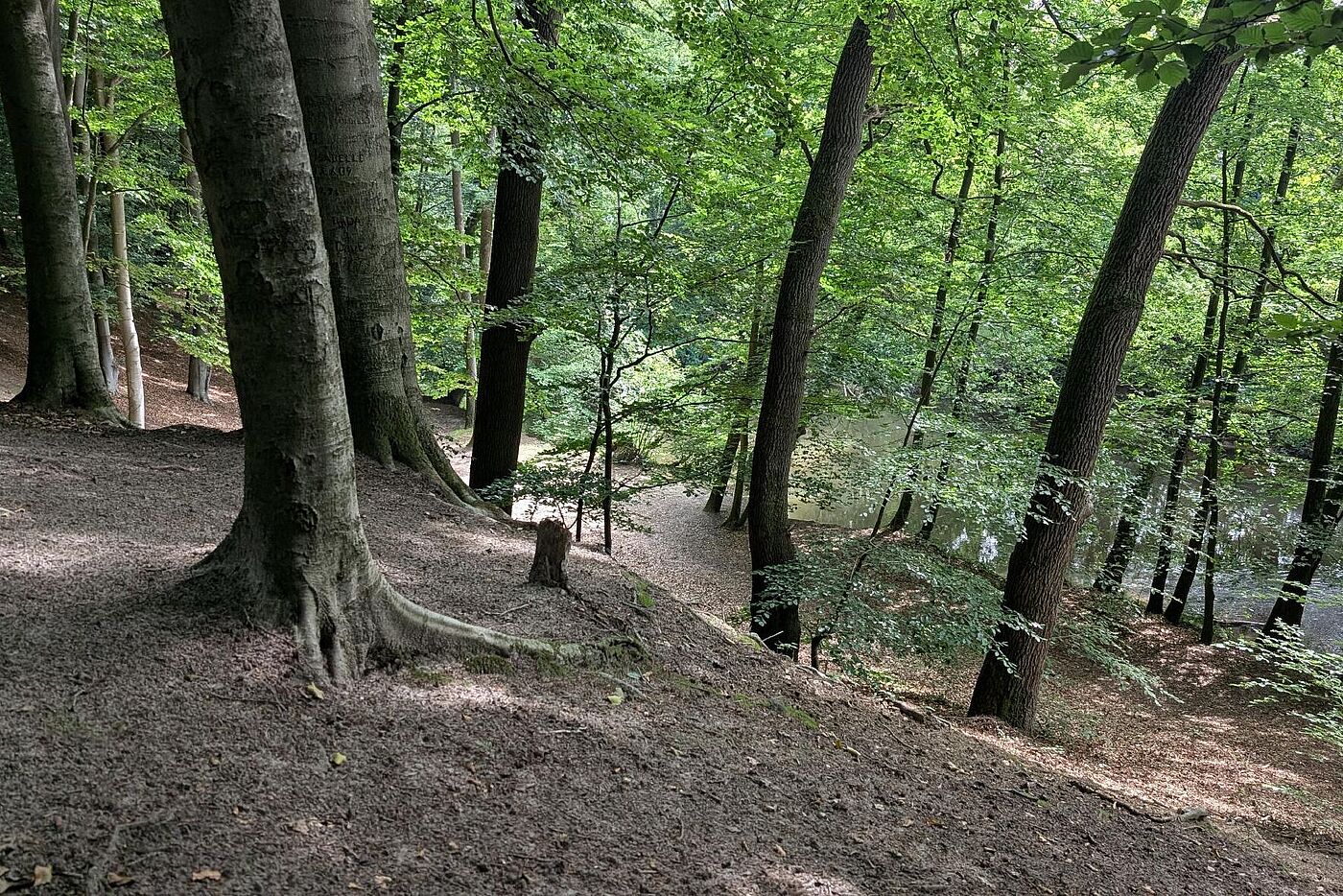 Huntepadd